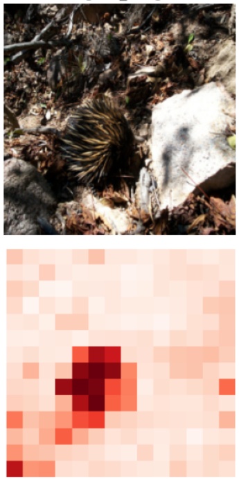 F2HF: Feed-Forward Network as a Noisy Head Filter in Vision Transformer Explanations